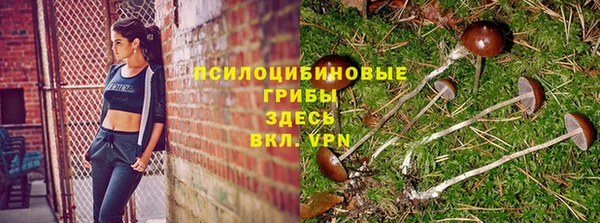 стаф Алзамай